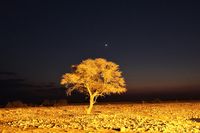 Baum am Wasserloch nachts