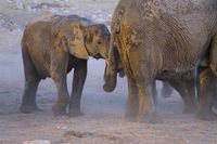 Elefanten - Staubbad (2)