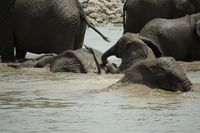 Elefanten - Wasserspiele