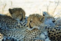 Geparden - Mutter mit dreimal Nachwuchs (4)