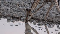 Giraffe - Kopfstudie am Wasserloch