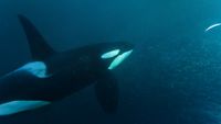 Orca und Heringe unter Wasser - Reiner Jochims