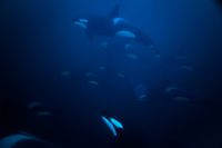 Orcagruppe unter Wasser - Reiner Jochims