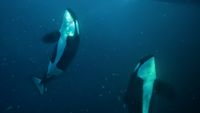 Orcas Unterwasser - Reiner Jochims