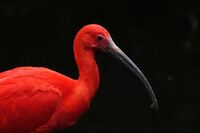 Roter Ibis 1 (Kopie)