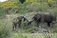 Safari Elefanten top 1 (Kopie)